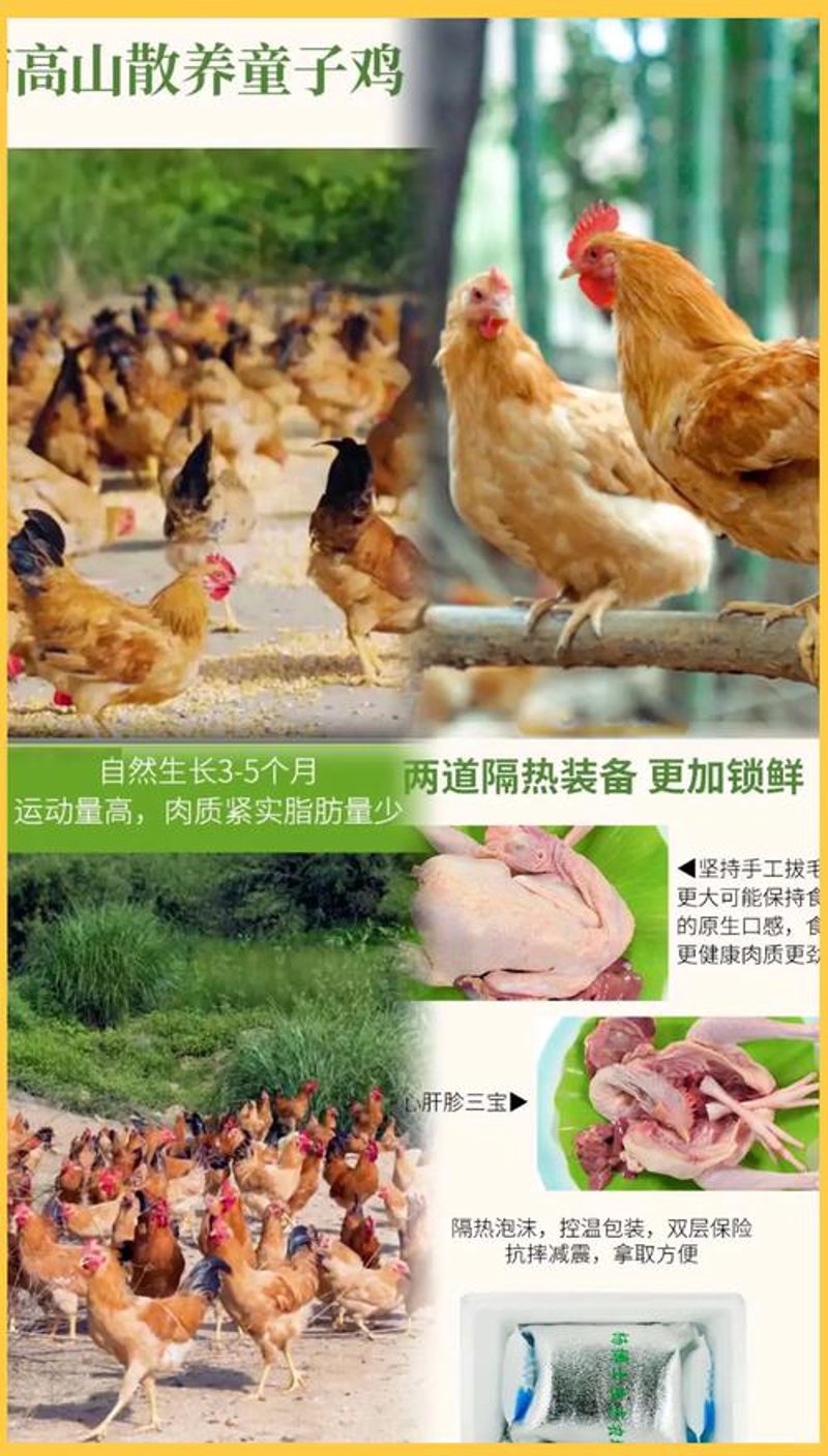 家禽养殖